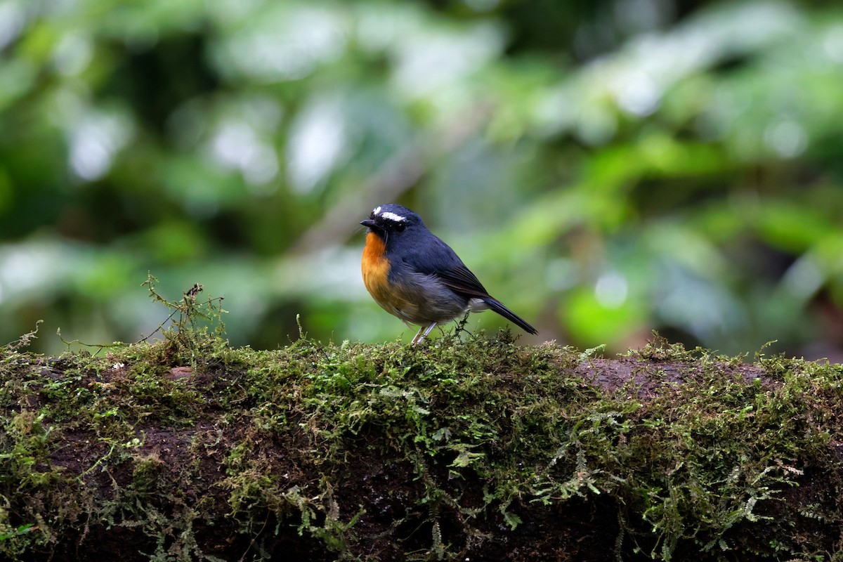 Snowy-browed Flycatcher - ML626539403