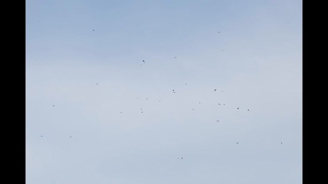 Little Swift - ML626539477