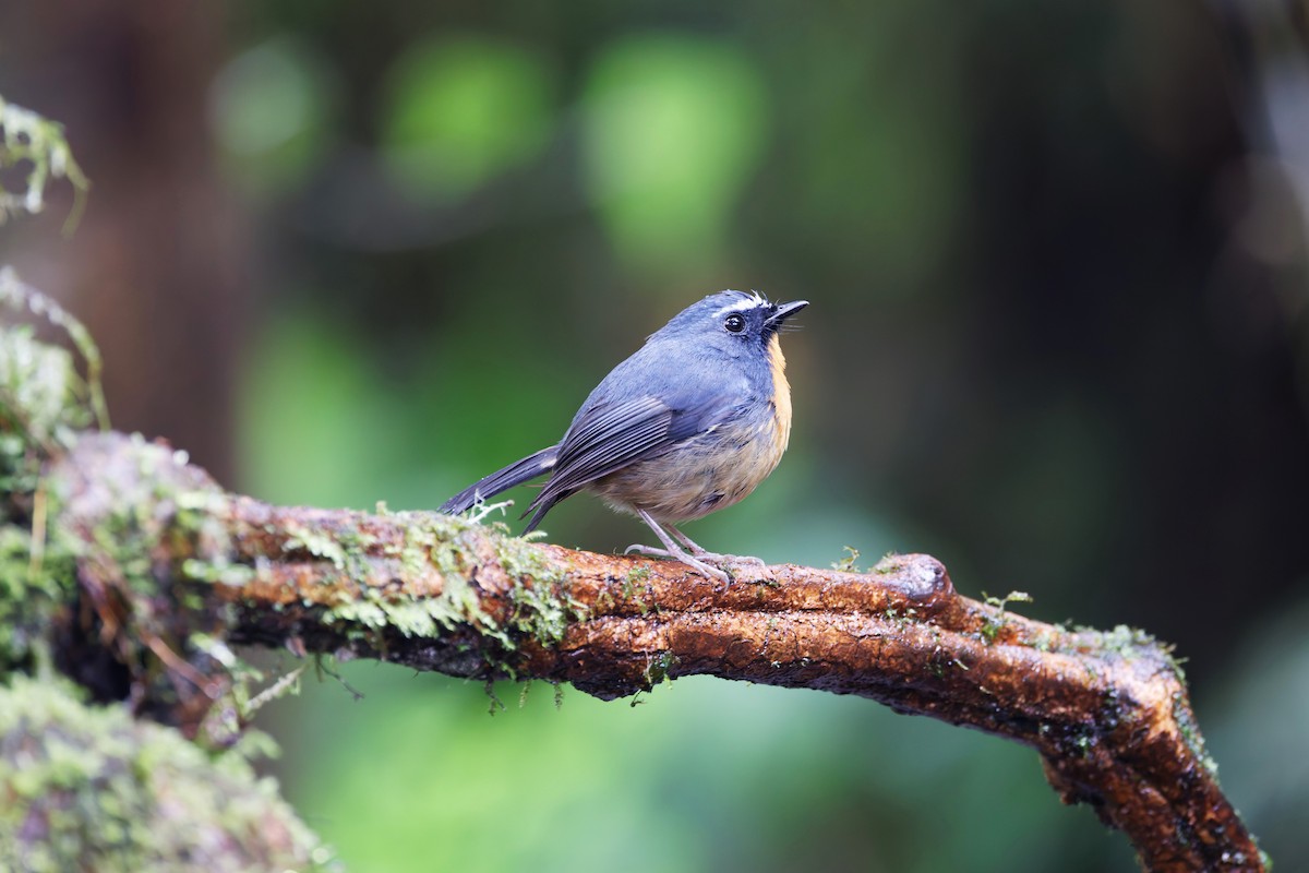 Snowy-browed Flycatcher - ML626539597