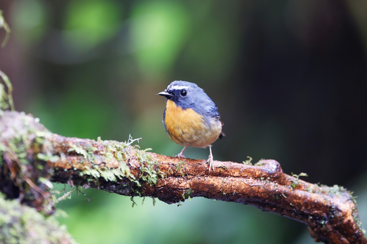 Snowy-browed Flycatcher - ML626539600