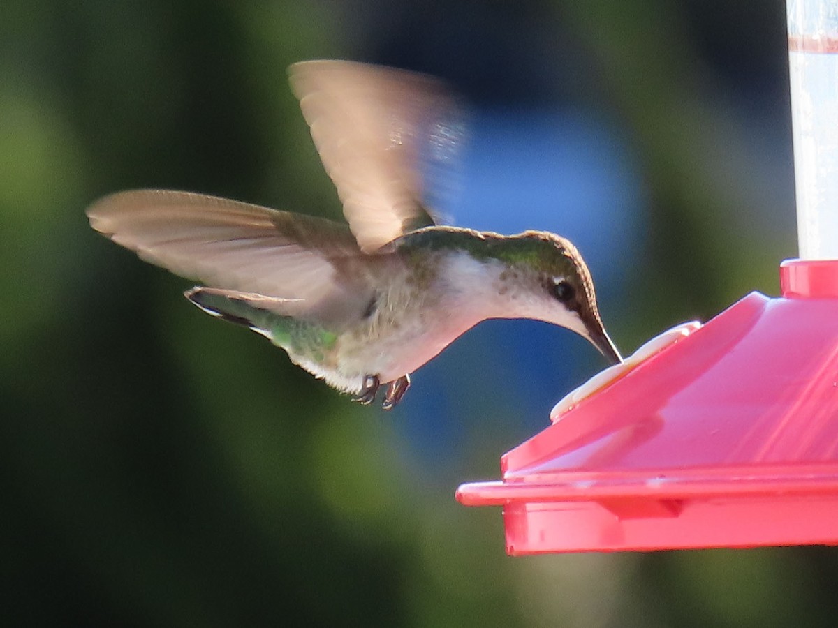 Ruby-throated Hummingbird - ML626539627