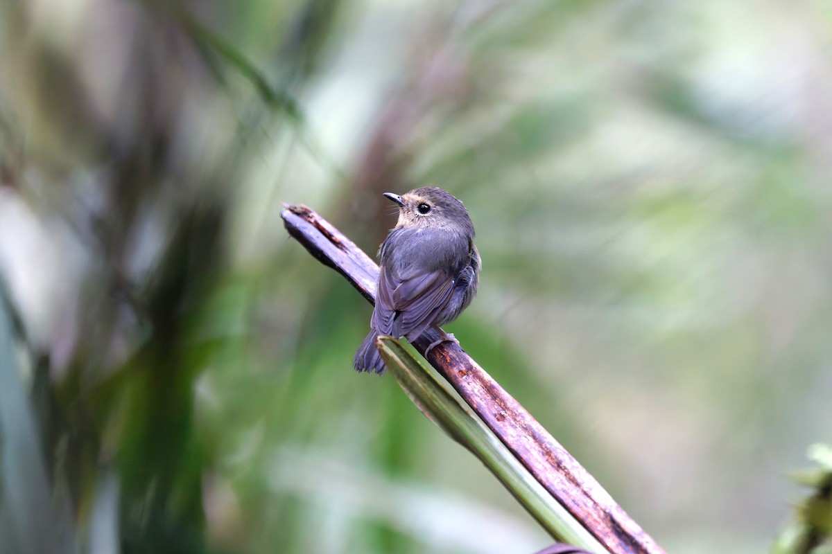 Snowy-browed Flycatcher - ML626539655