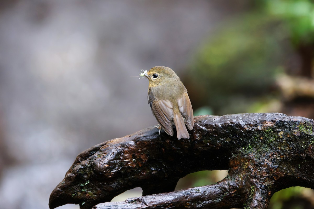 Snowy-browed Flycatcher - ML626539659