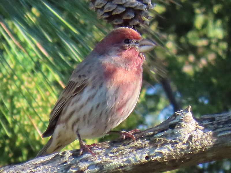 House Finch - ML626539665