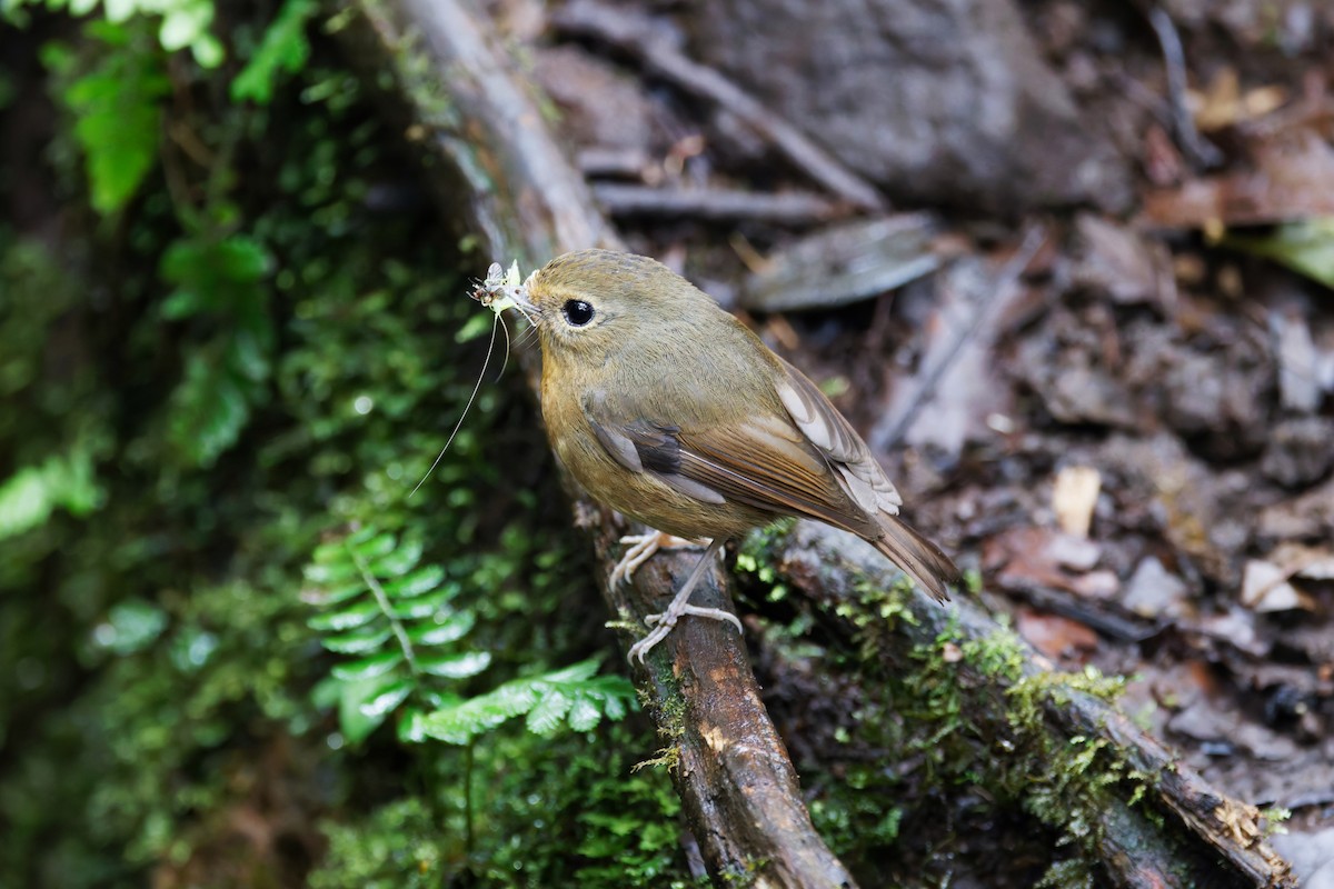 Snowy-browed Flycatcher - ML626539666