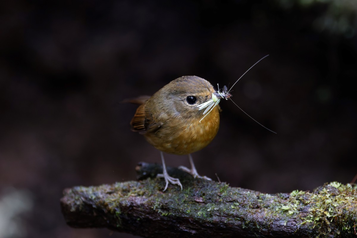 Snowy-browed Flycatcher - ML626539678