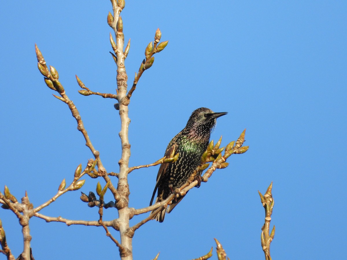 歐洲椋鳥 - ML626539719