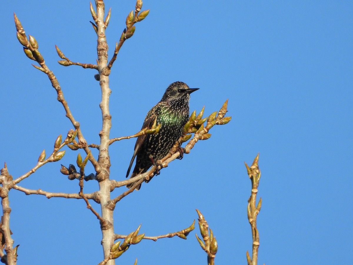 歐洲椋鳥 - ML626539797