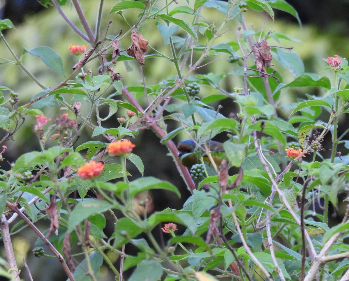 Fulvous-vented Euphonia - ML626539804