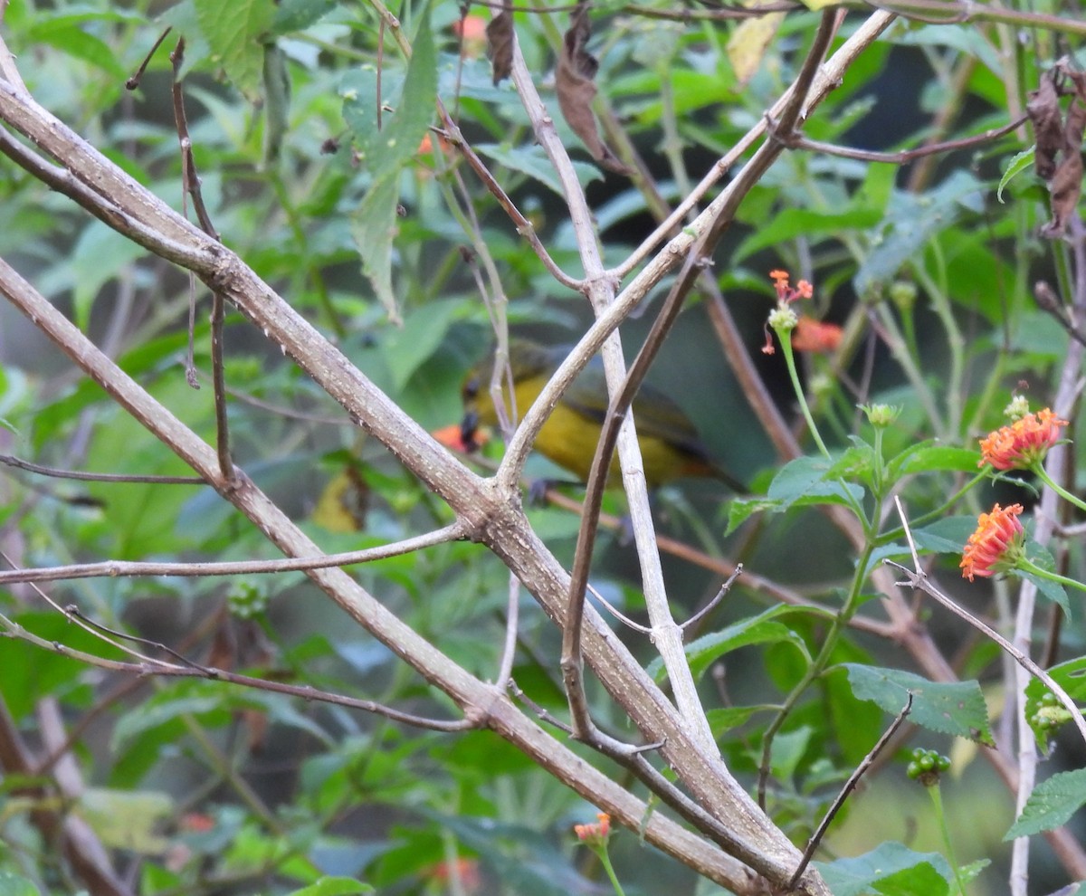 Fulvous-vented Euphonia - ML626539805