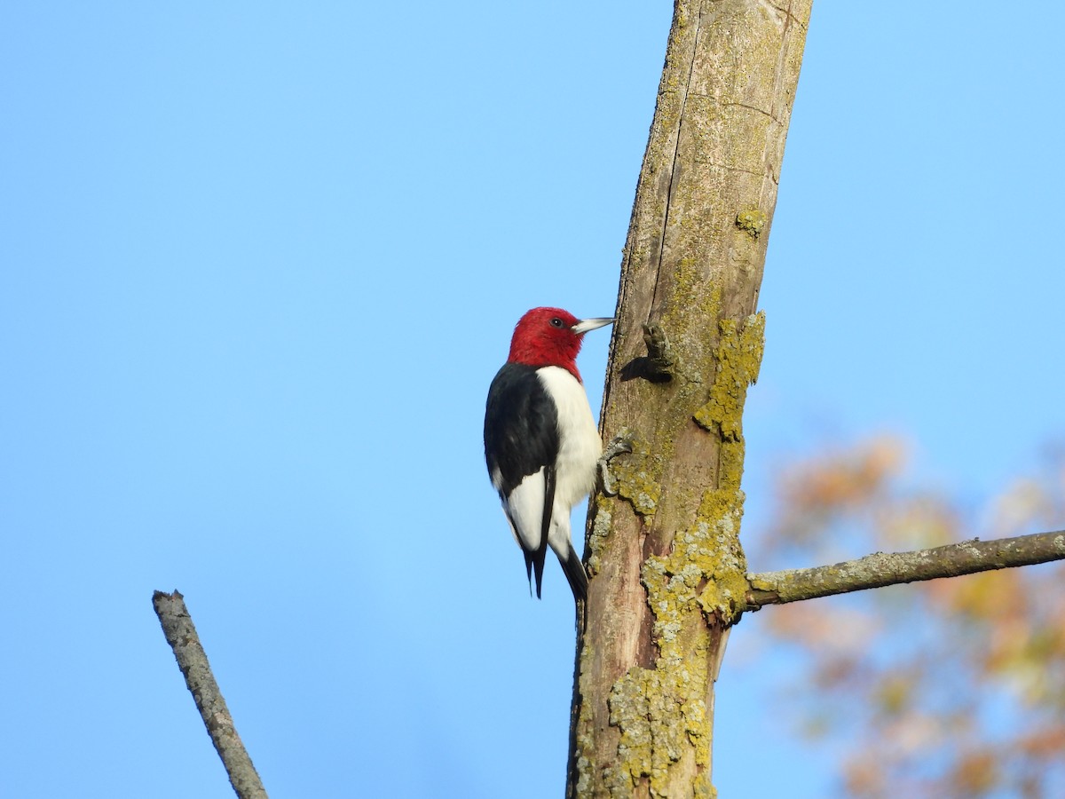 Red-headed Woodpecker - ML626539889