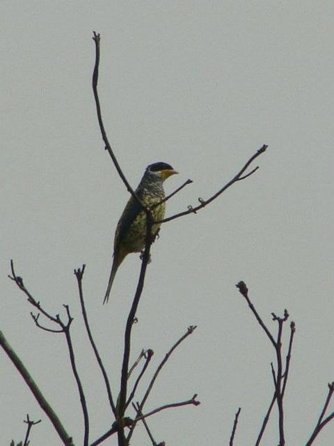 Swallow-tailed Cotinga - ML626539934