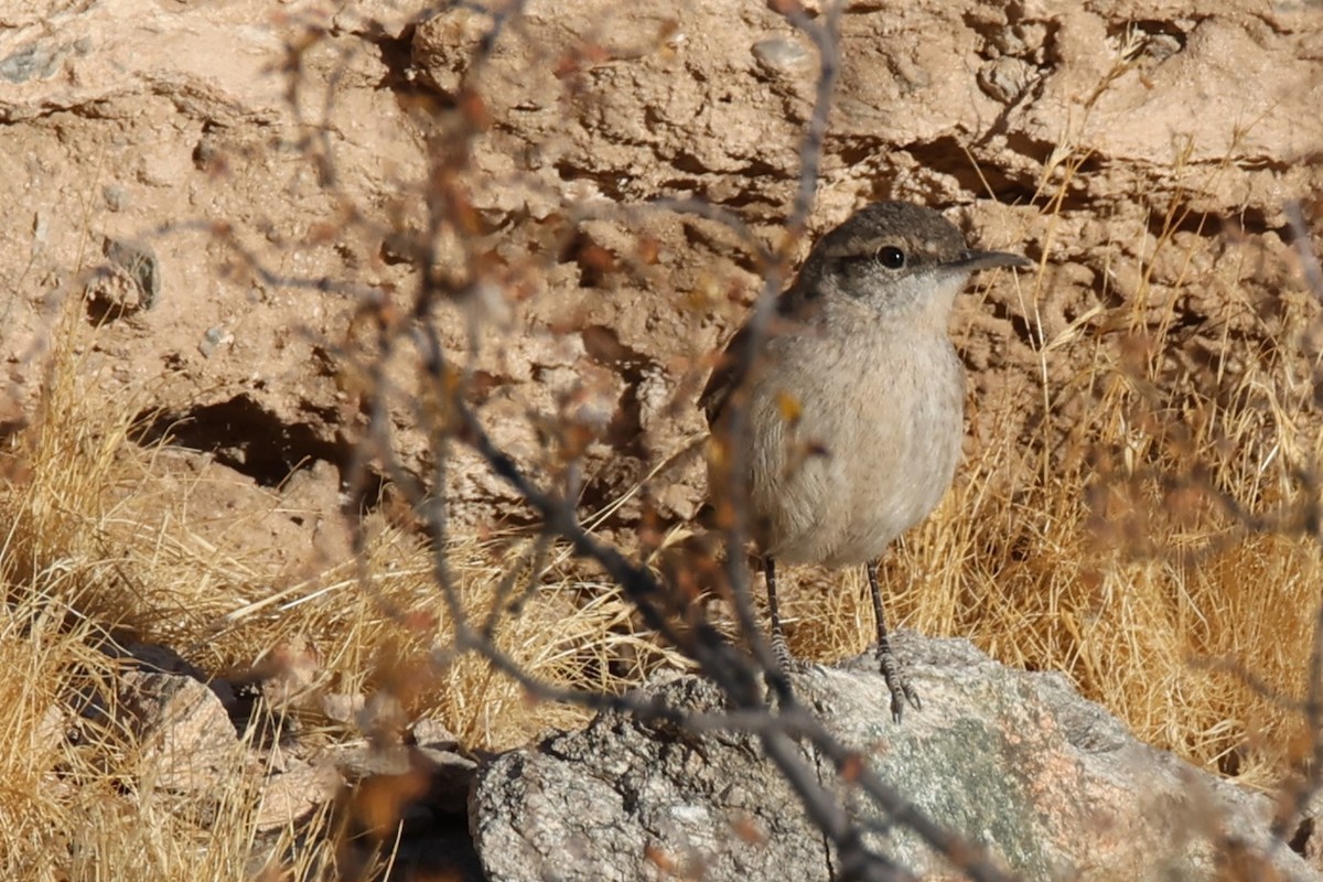 Rock Wren - ML626539968