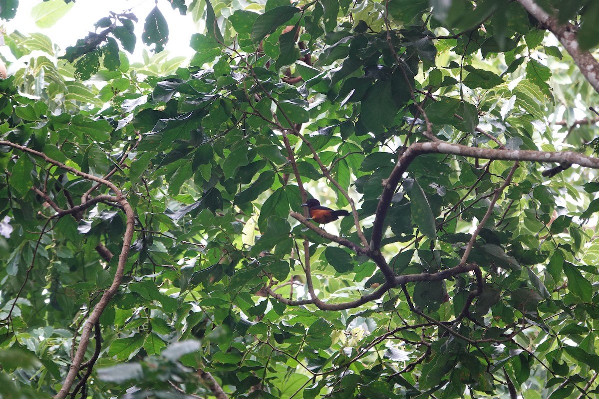 Martinique Oriole - ML626539995