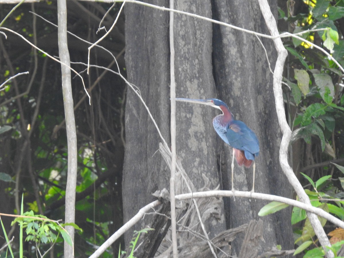 Agami Heron - ML626540056