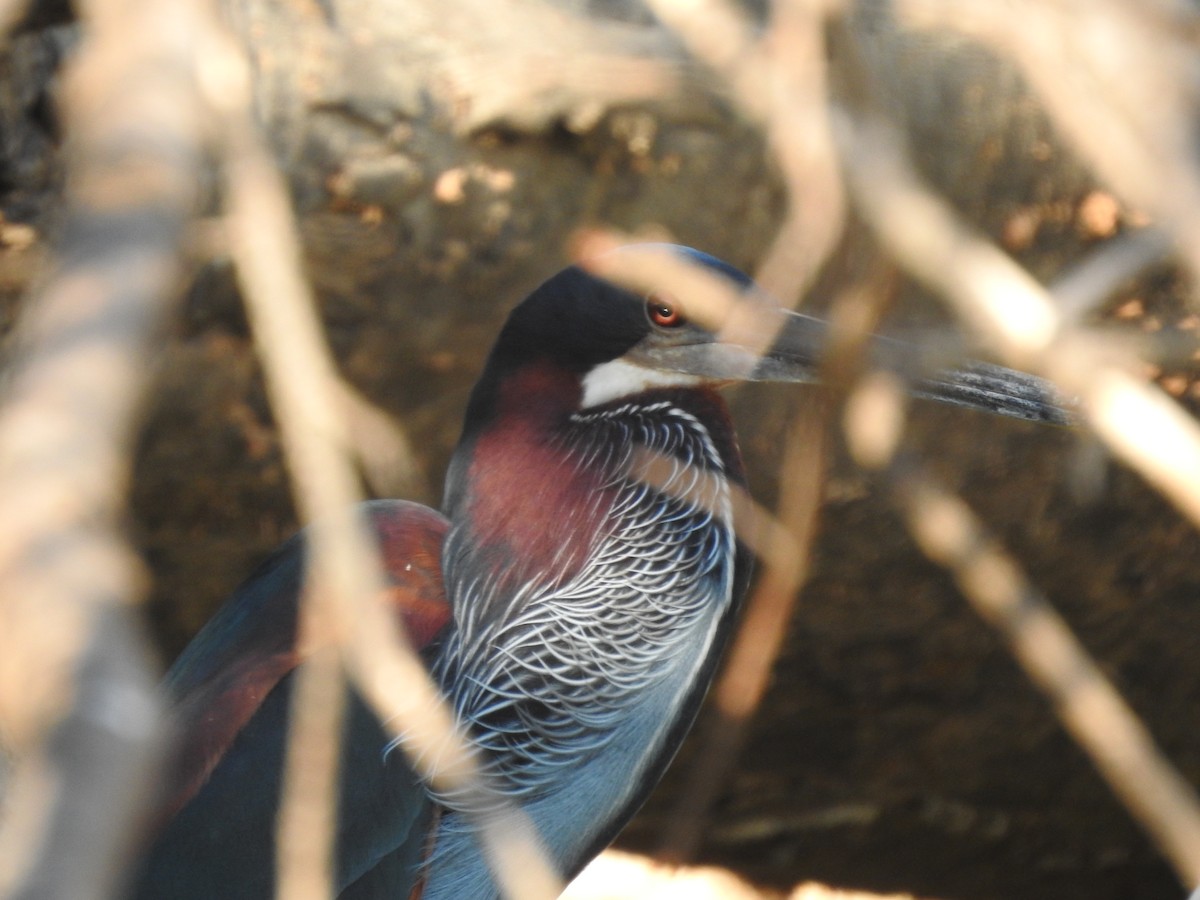 Agami Heron - ML626540057