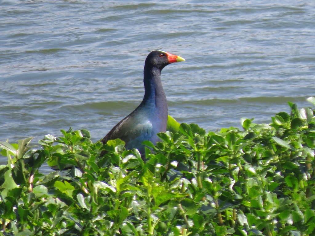 Purple Gallinule - ML626540254