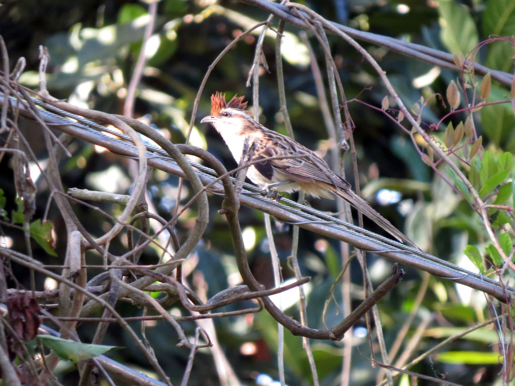 Striped Cuckoo - ML626540259