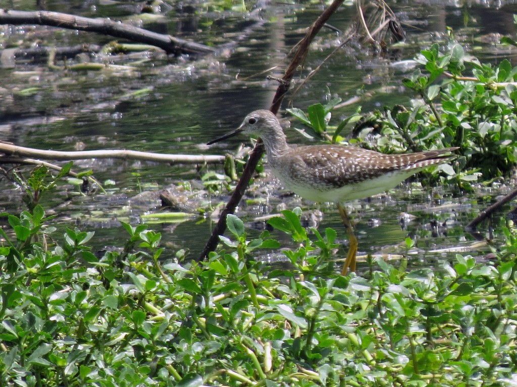 Lesser Yellowlegs - ML626540262