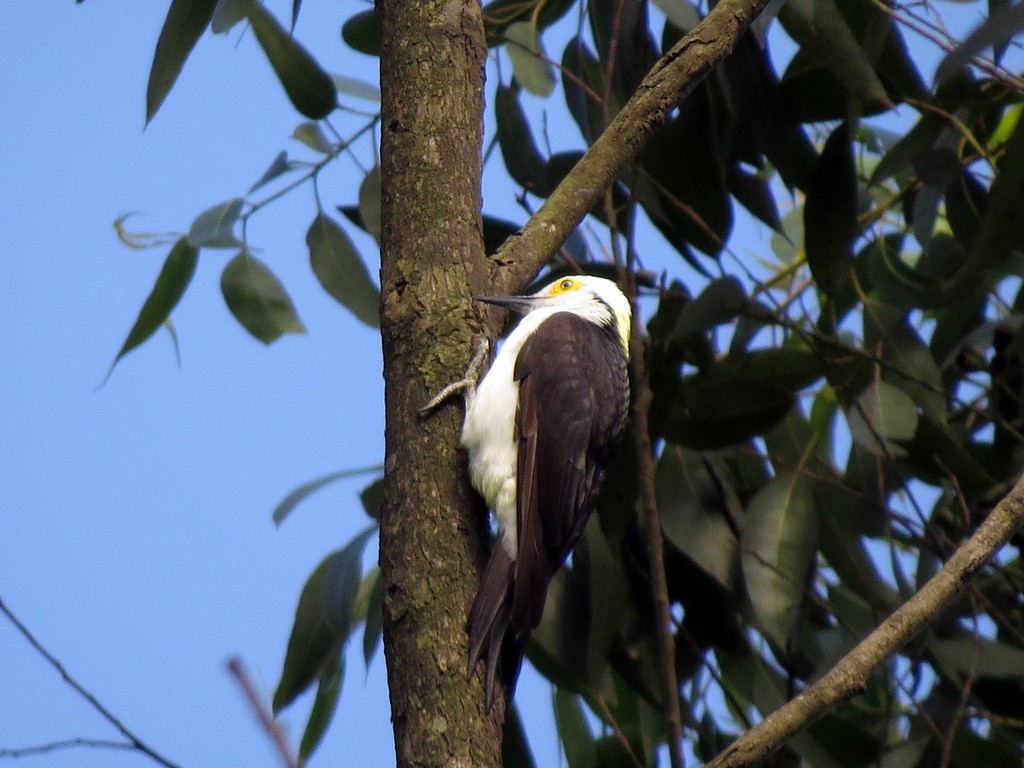 White Woodpecker - ML626540267