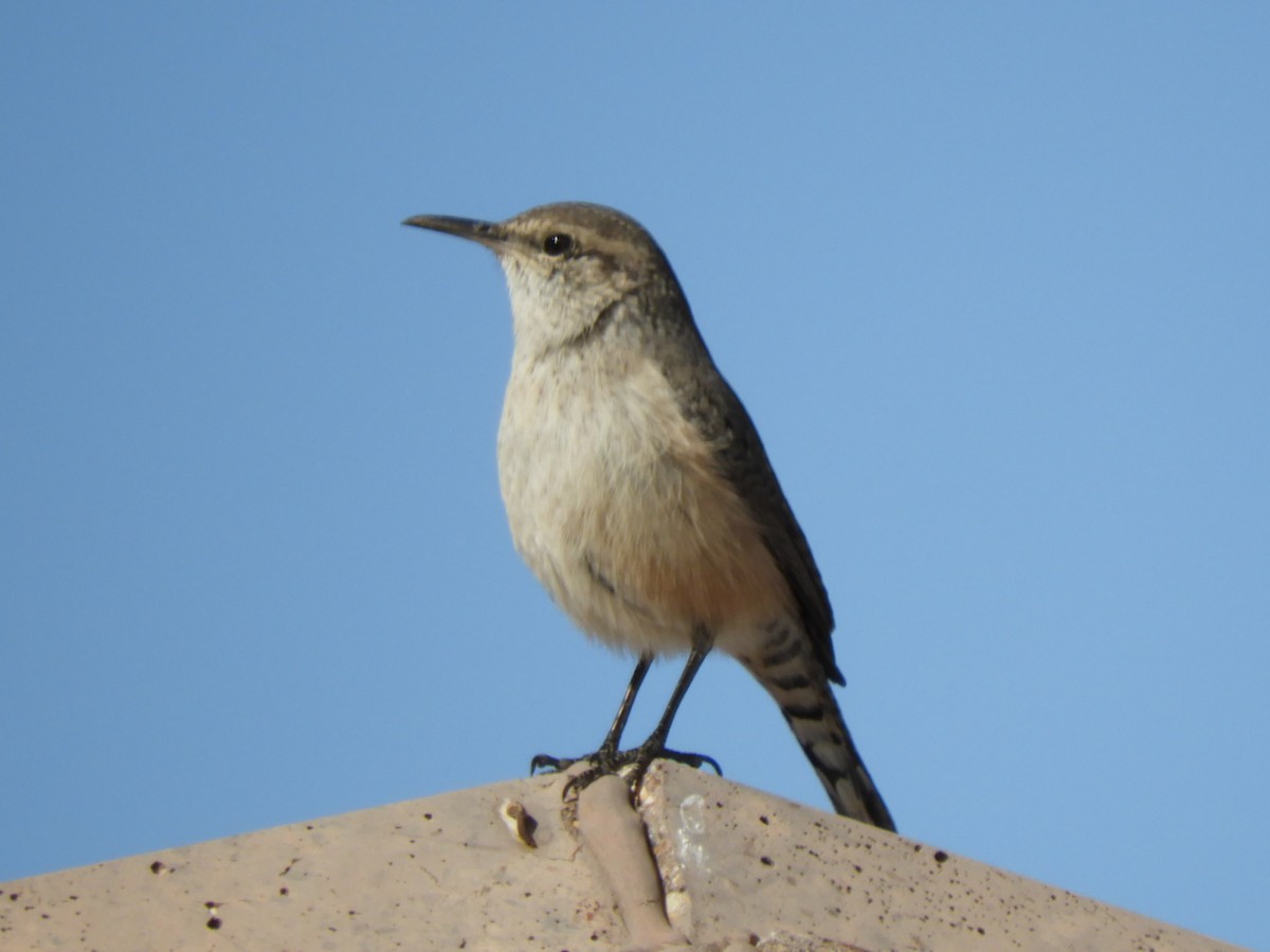 Rock Wren - ML626540311