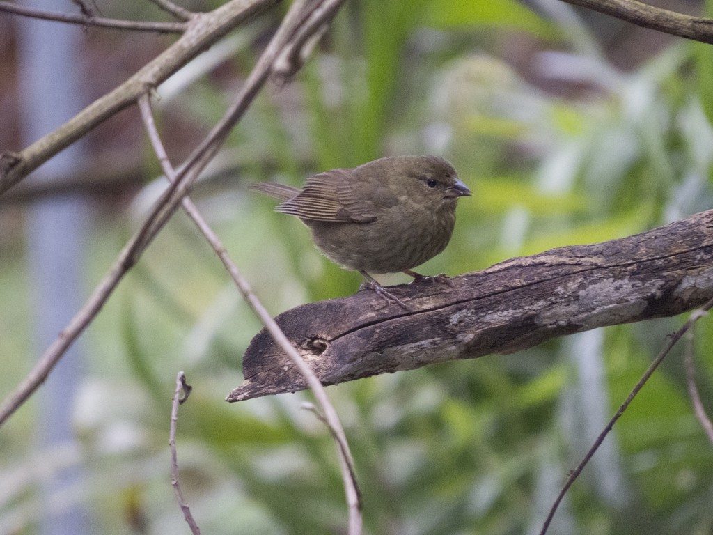 Uniform Finch - ML626540468