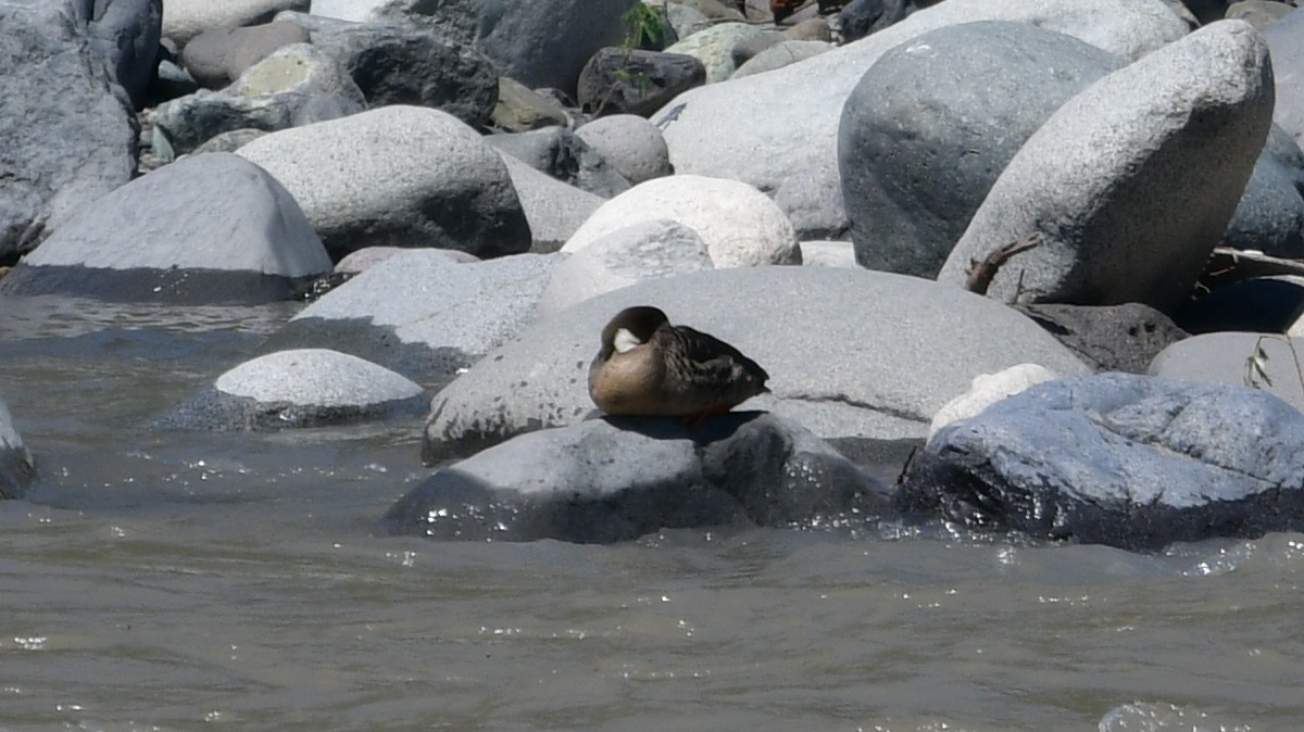 Spectacled Duck - ML626540515