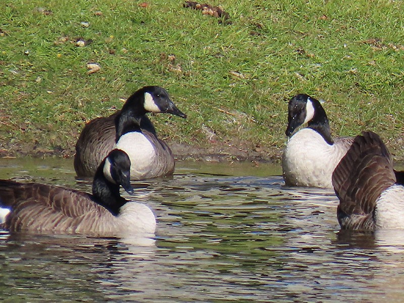 Canada Goose - ML626540621