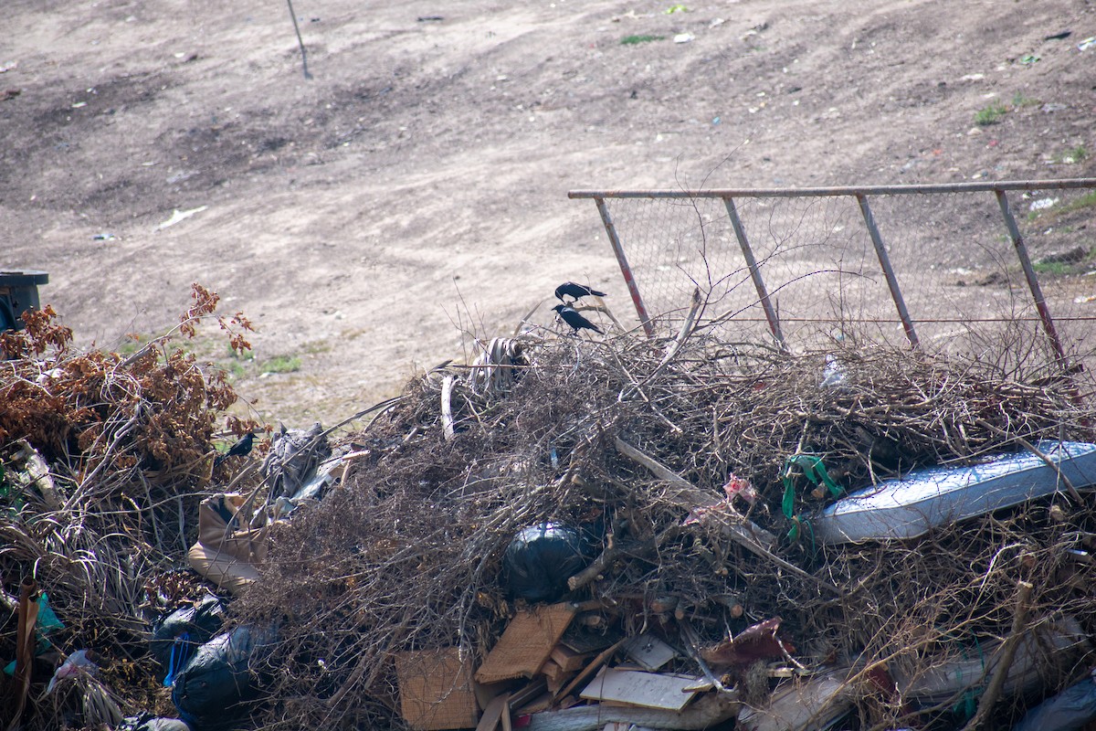 Tamaulipas Crow - ML626540633