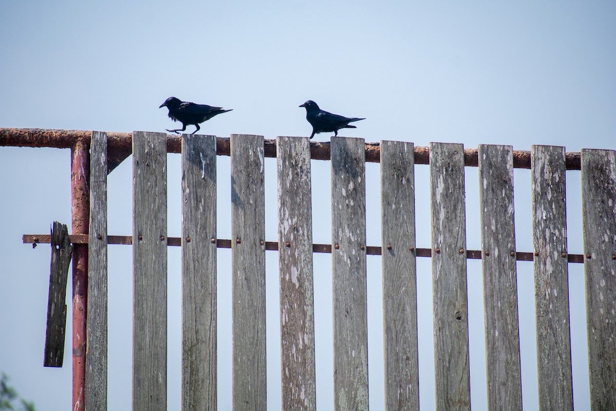 Tamaulipas Crow - ML626540634