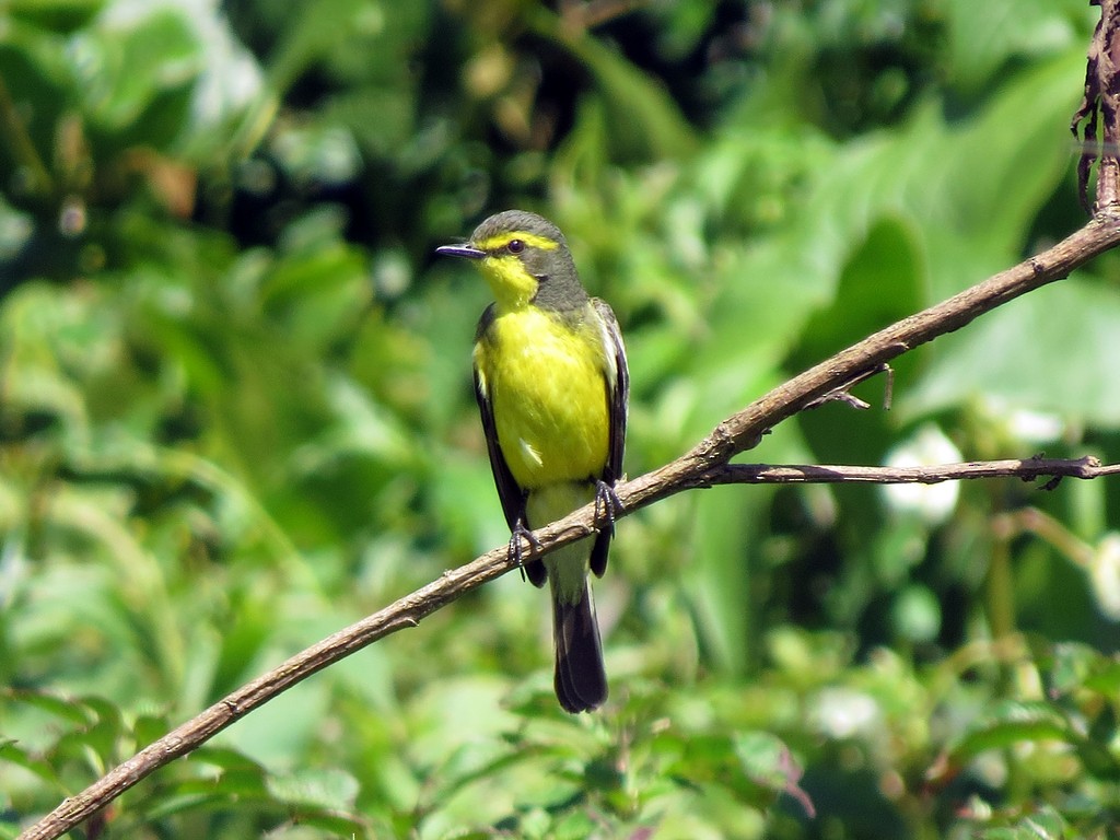 Yellow-browed Tyrant - ML626540654