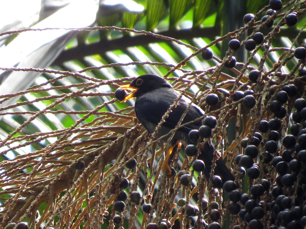 Yellow-legged Thrush - ML626540659