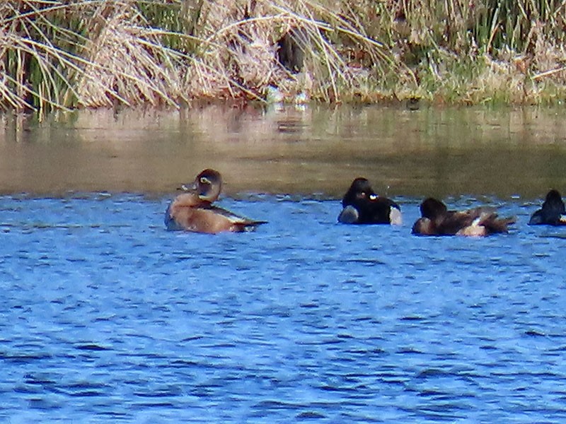 Ring-necked Duck - ML626540672