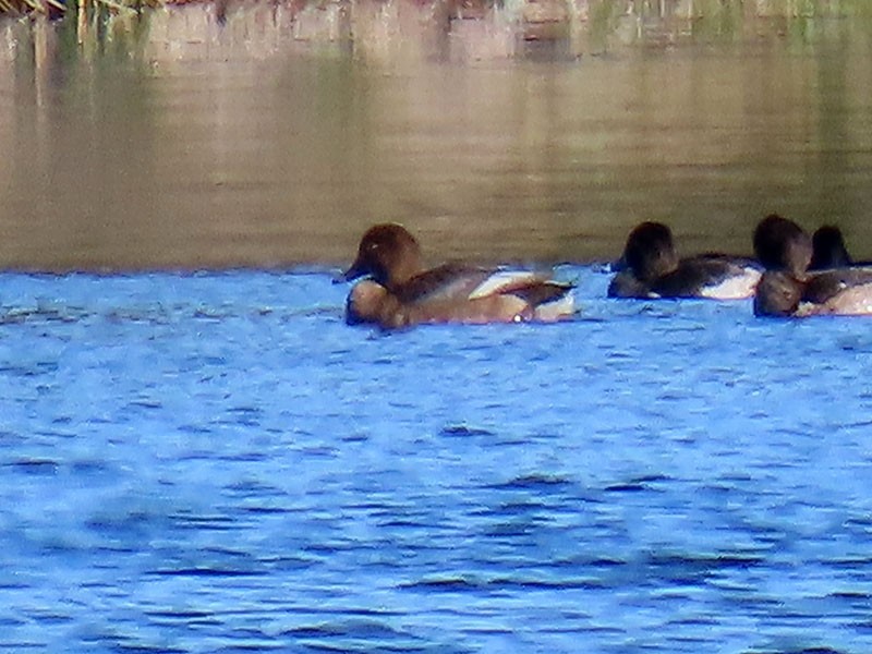 Greater Scaup - ML626540697