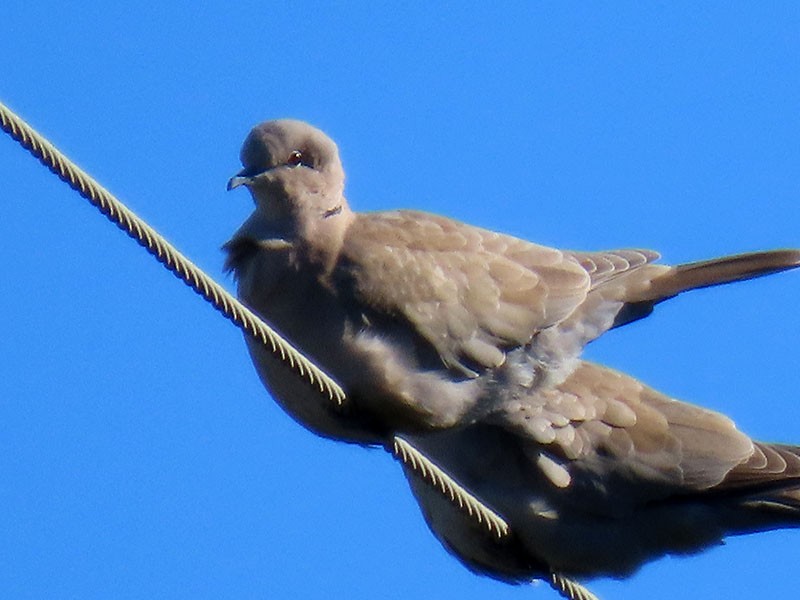 Eurasian Collared-Dove - ML626540719