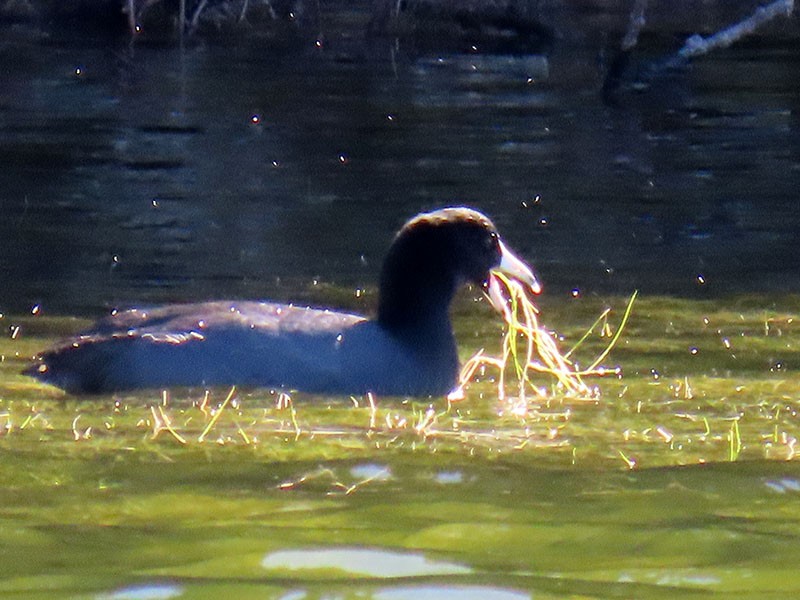 American Coot (Red-shielded) - ML626540738