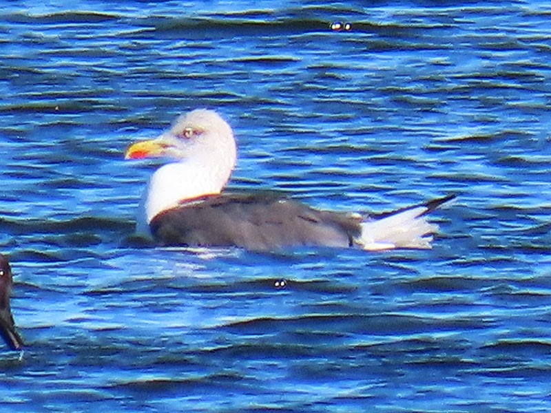 Lesser Black-backed Gull - ML626540779