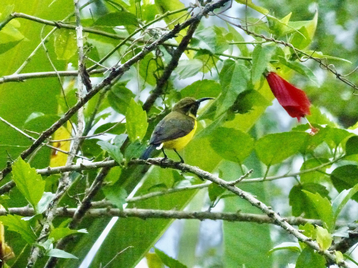 Sahul Sunbird - ML626540790