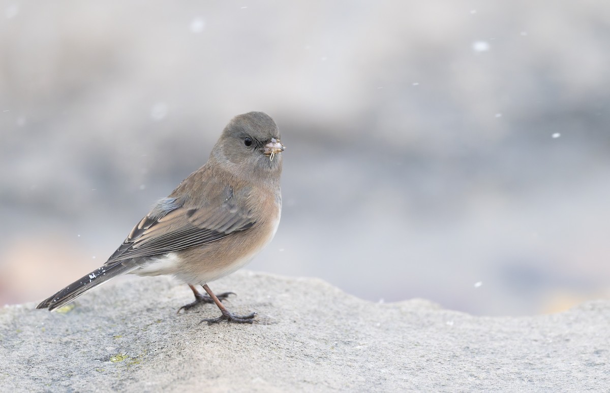 Junco ardoisé (cismontanus) - ML626540798