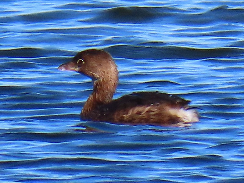 Pied-billed Grebe - ML626540807