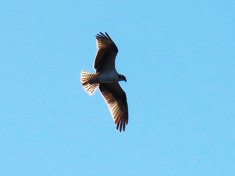 Osprey (American) - ML626540822