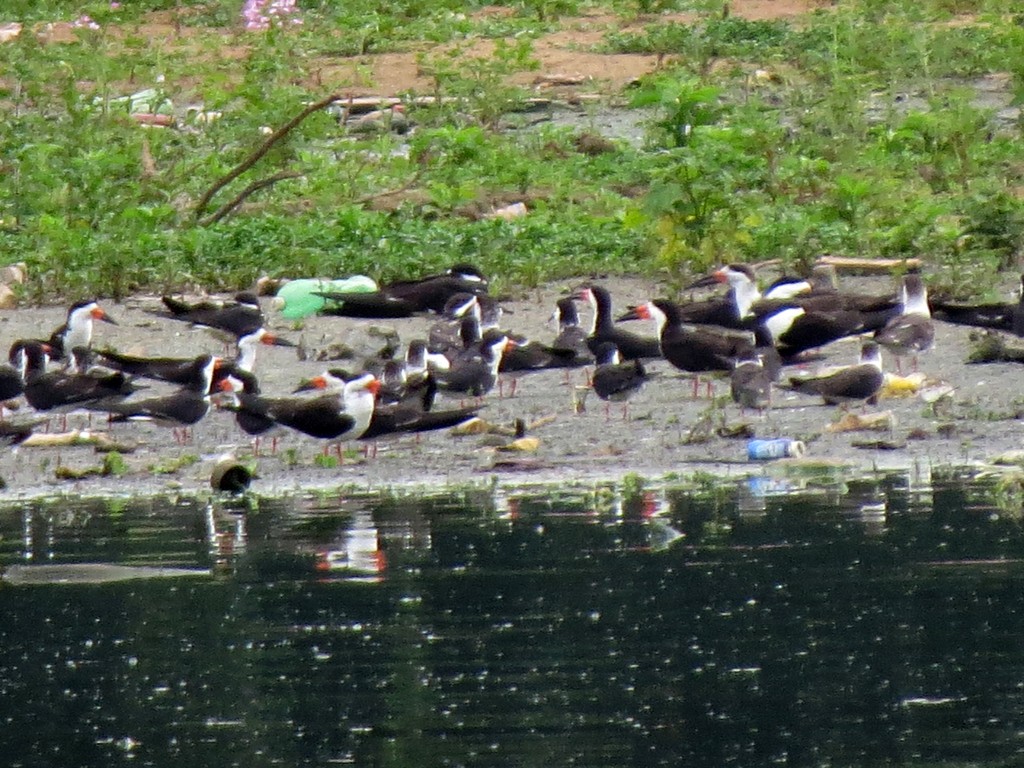 Black Skimmer - ML626540830