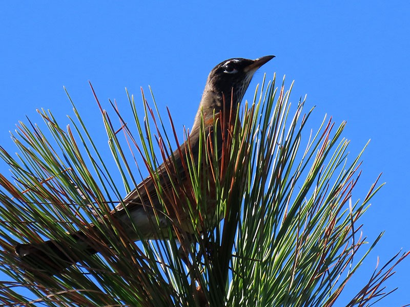 American Robin - ML626540838