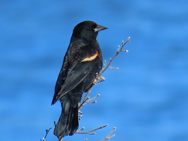 Red-winged Blackbird - ML626540860