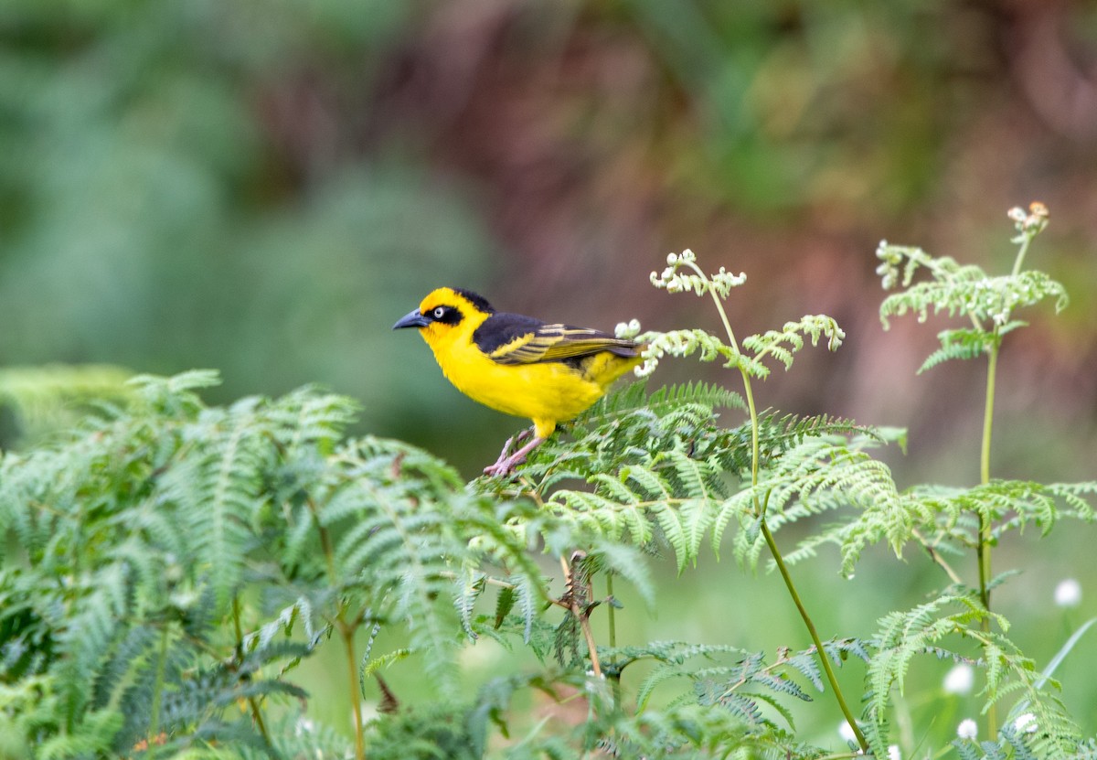 Baglafecht Weaver - ML626540873