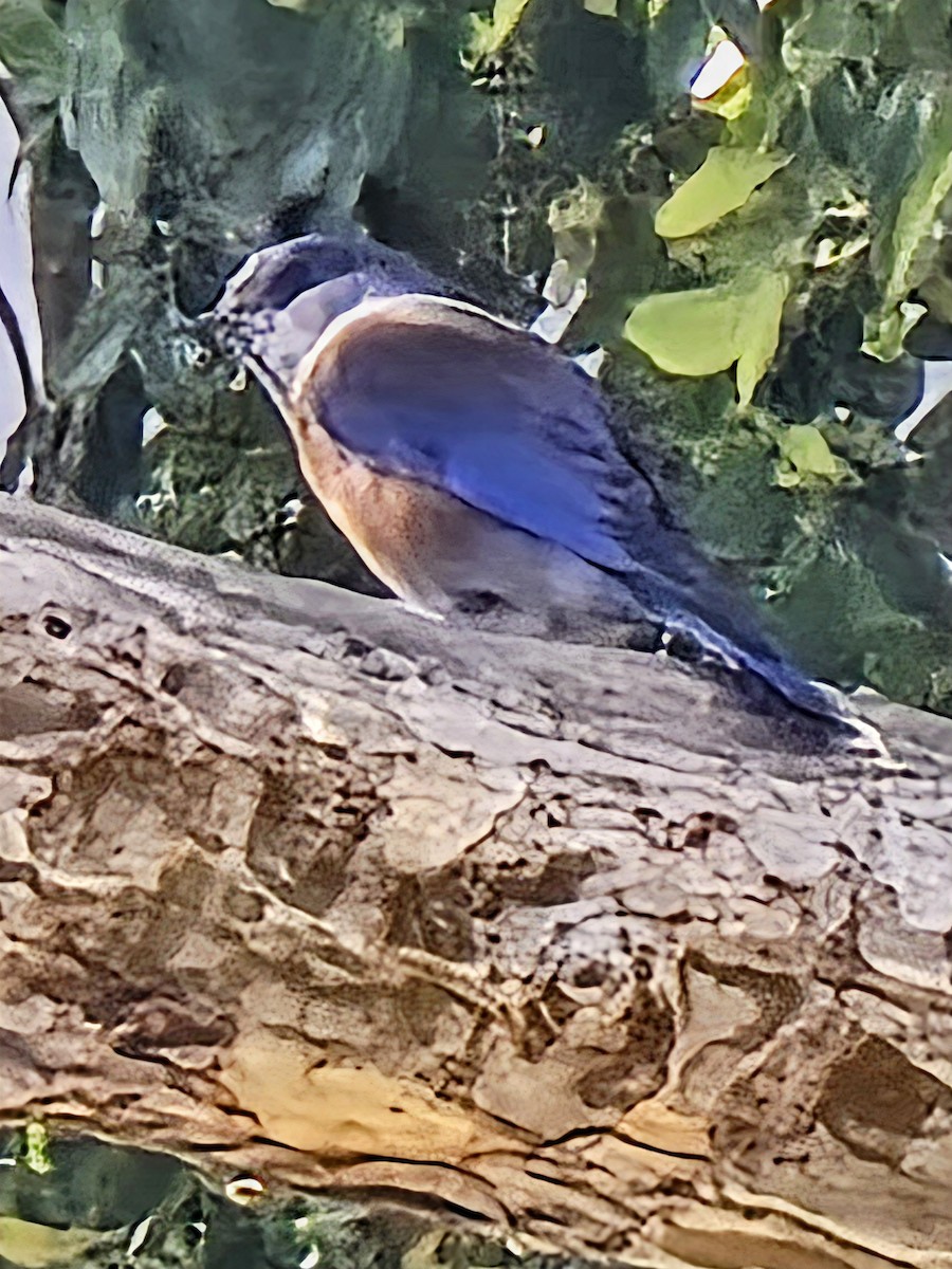 Western Bluebird - ML626540911