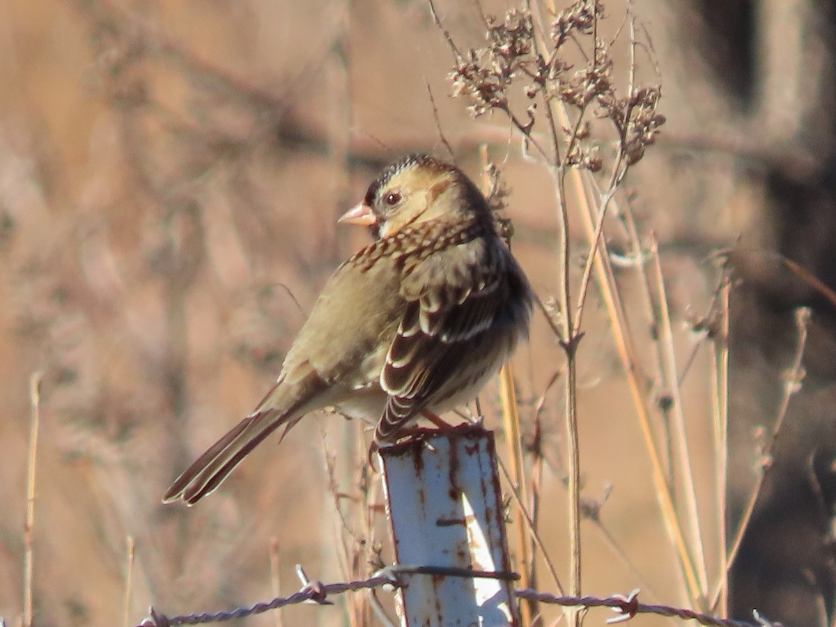 Harris's Sparrow - ML626541010