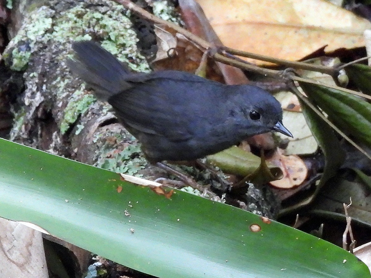 Diamantina Tapaculo - ML626541090