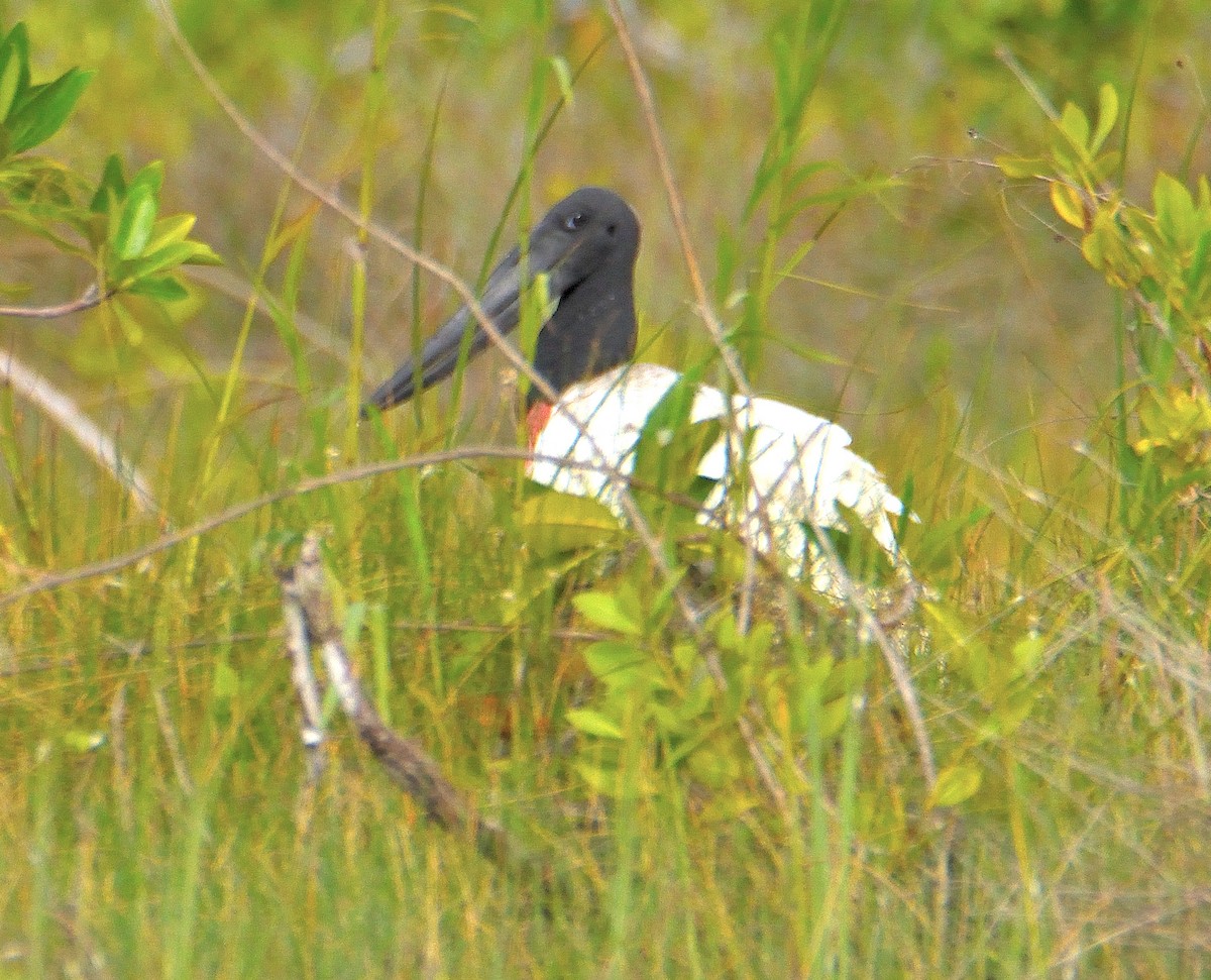 Jabiru - ML626541131