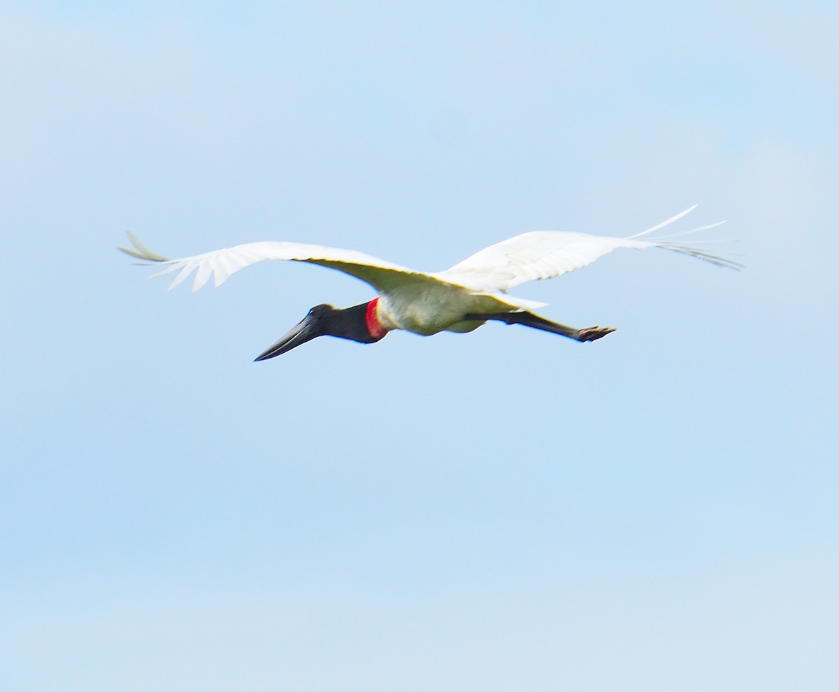 Jabiru - ML626541136